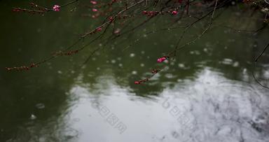 梅花冬季雨天雨滴升格空镜